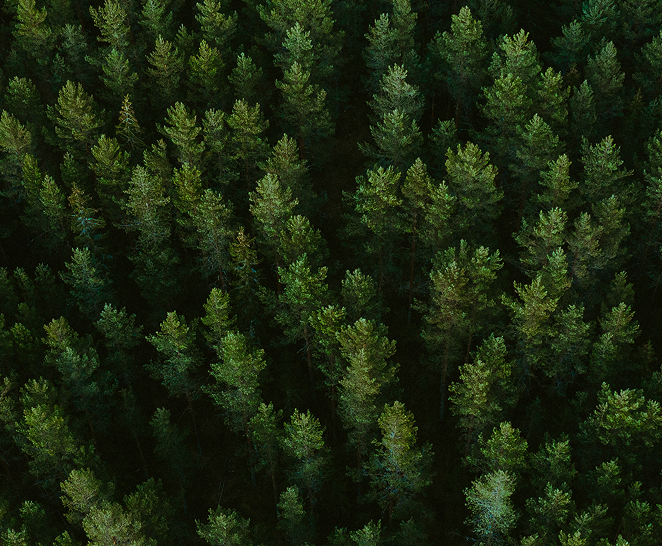 Forest canopy